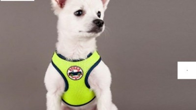 푸들 댕댕이를 위한 찰떡 하네스! 득템 후기 & 구매 꿀팁 大공개🐶